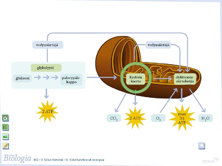 BI 2 • II Solun toiminta • 8. Solut tarvitsevat energiaa 