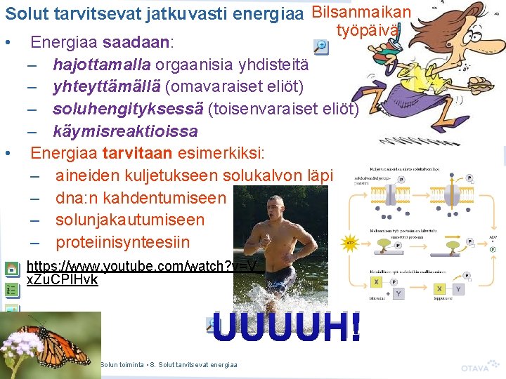 Solut tarvitsevat jatkuvasti energiaa Bilsanmaikan työpäivä • Energiaa saadaan: – hajottamalla orgaanisia yhdisteitä –