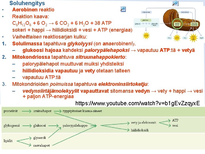 Soluhengitys • • • 1. 2. 3. Aerobinen reaktio Reaktion kaava: C 6 H