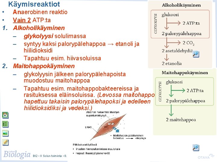 Käymisreaktiot • Anaerobinen reaktio • Vain 2 ATP: ta 1. Alkoholikäyminen – glykolyysi solulimassa