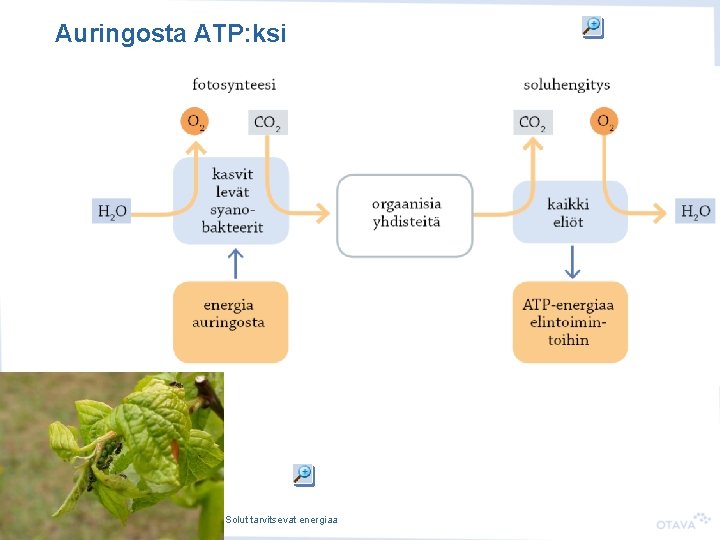 Auringosta ATP: ksi BI 2 • II Solun toiminta • 8. Solut tarvitsevat energiaa