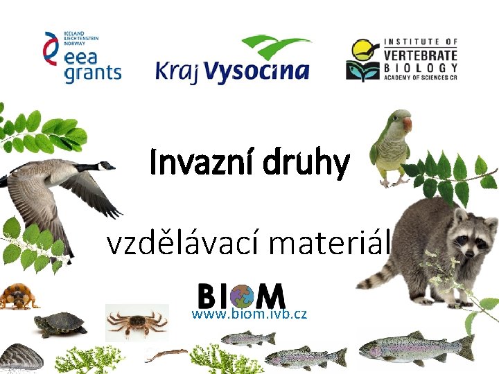 Invazní druhy vzdělávací materiál www. biom. ivb. cz 