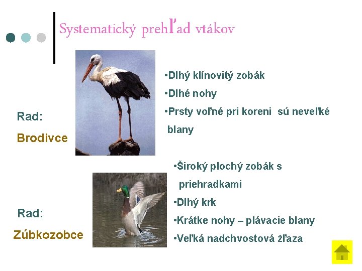 Systematický prehľad vtákov • Dlhý klínovitý zobák • Dlhé nohy Rad: Brodivce • Prsty