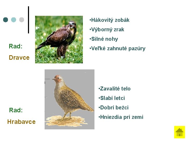  • Hákovitý zobák • Výborný zrak • Silné nohy Rad: • Veľké zahnuté