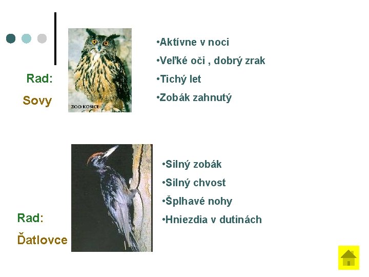  • Aktívne v noci • Veľké oči , dobrý zrak Rad: • Tichý