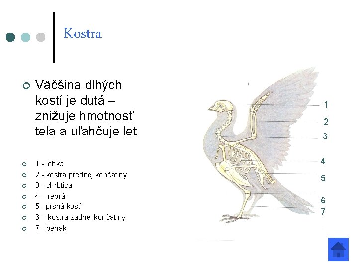 Kostra ¢ ¢ ¢ ¢ Väčšina dlhých kostí je dutá – znižuje hmotnosť tela