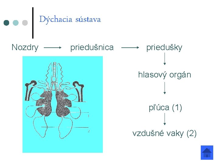 Dýchacia sústava Nozdry priedušnica priedušky hlasový orgán pľúca (1) vzdušné vaky (2) 