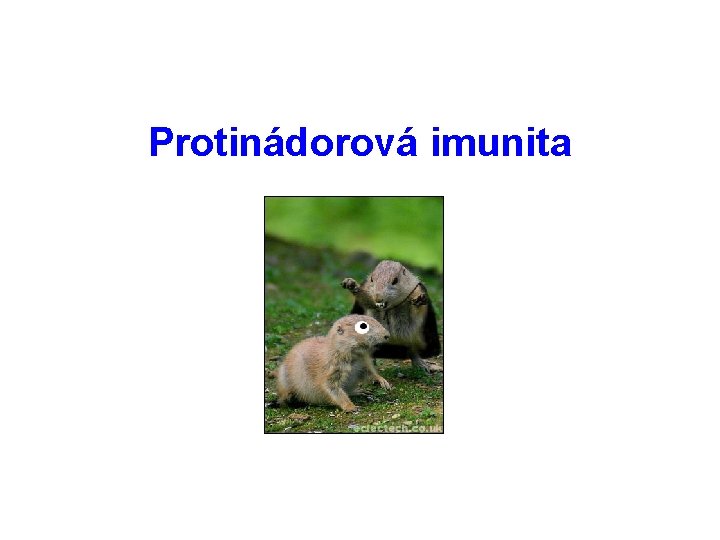 Protinádorová imunita 