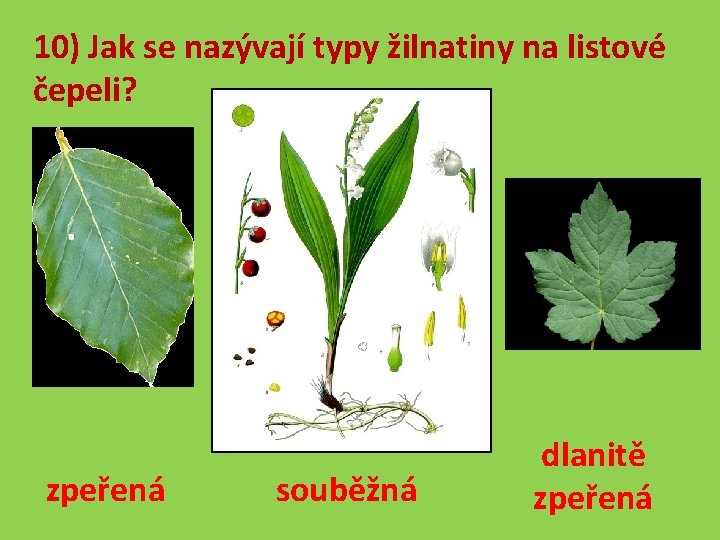 10) Jak se nazývají typy žilnatiny na listové čepeli? zpeřená souběžná dlanitě zpeřená 