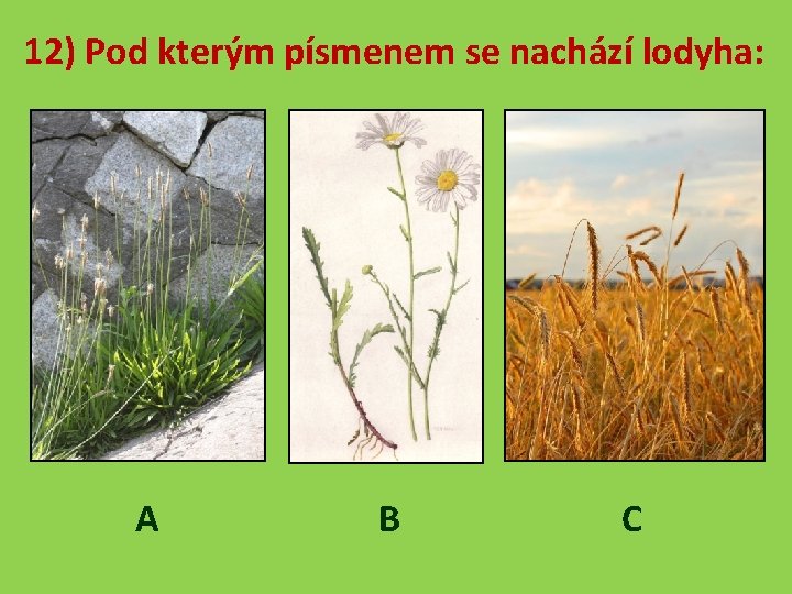 12) Pod kterým písmenem se nachází lodyha: A B C 