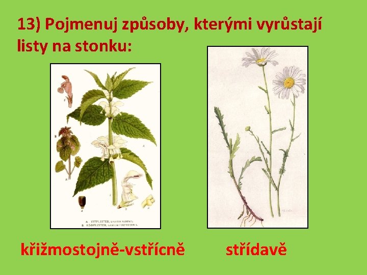 13) Pojmenuj způsoby, kterými vyrůstají listy na stonku: křižmostojně-vstřícně střídavě 