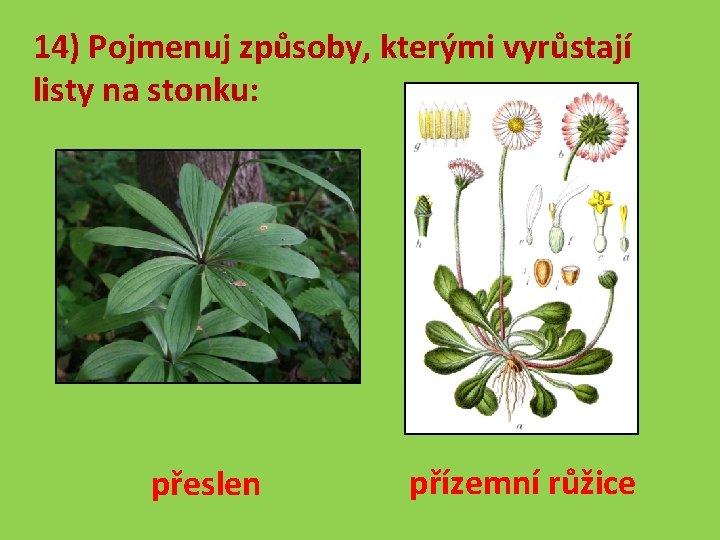 14) Pojmenuj způsoby, kterými vyrůstají listy na stonku: přeslen přízemní růžice 