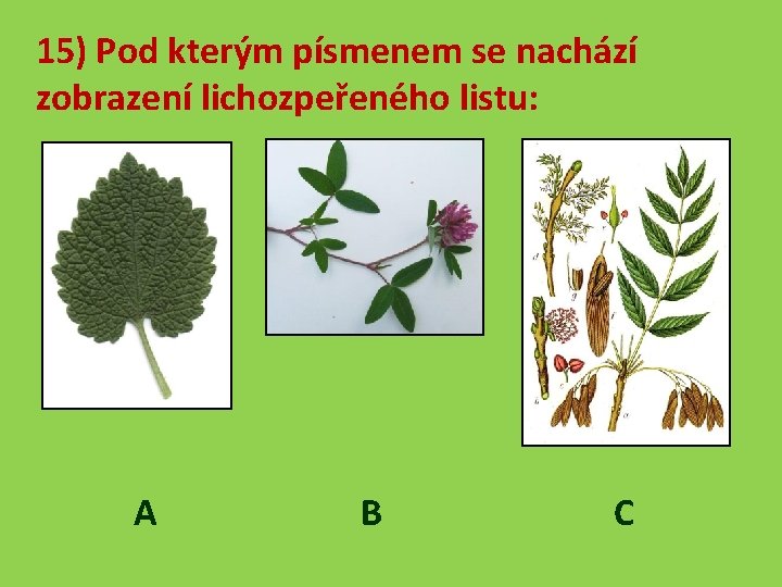 15) Pod kterým písmenem se nachází zobrazení lichozpeřeného listu: A B C 