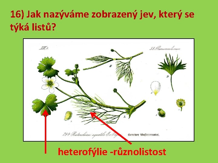 16) Jak nazýváme zobrazený jev, který se týká listů? heterofýlie -různolistost 