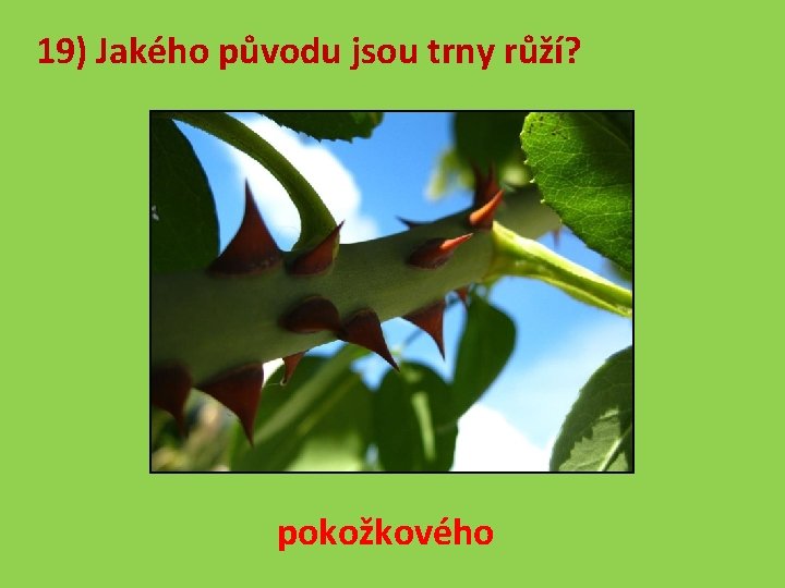 19) Jakého původu jsou trny růží? pokožkového 