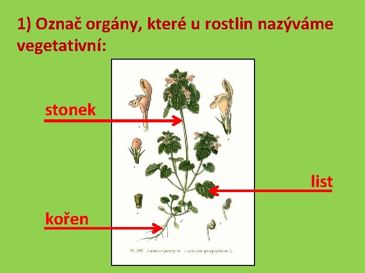1) Označ orgány, které u rostlin nazýváme vegetativní: stonek list kořen 