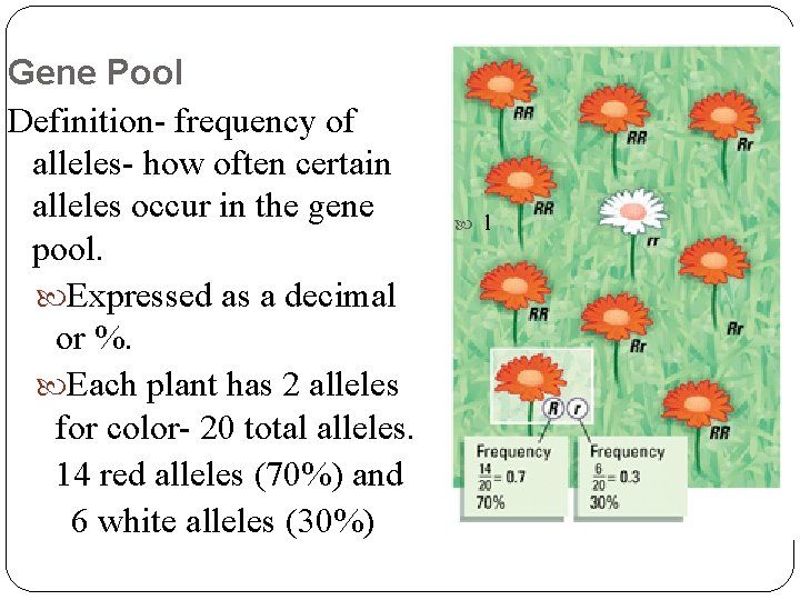 Gene Pool Definition- frequency of alleles- how often certain alleles occur in the gene