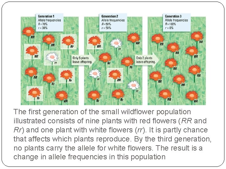 The first generation of the small wildflower population illustrated consists of nine plants with