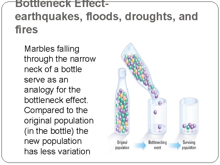 Bottleneck Effectearthquakes, floods, droughts, and fires Marbles falling through the narrow neck of a