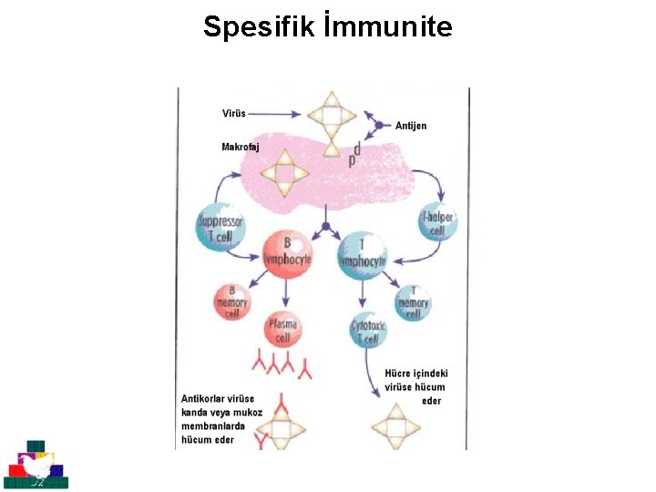 Spesifik İmmunite 