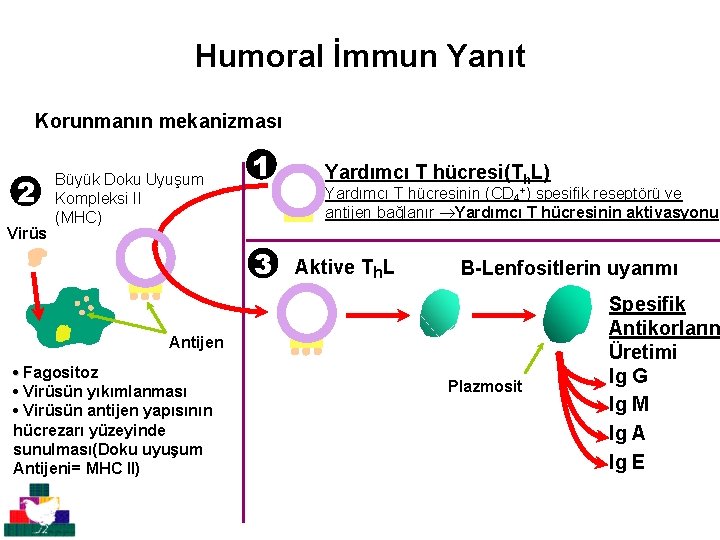 Humoral İmmun Yanıt Korunmanın mekanizması 2 Virüs Büyük Doku Uyuşum Kompleksi II (MHC) 1