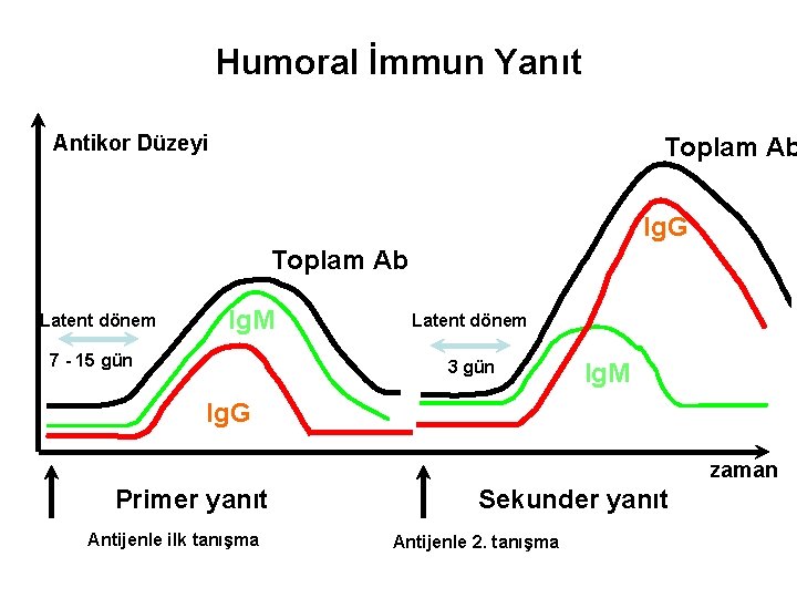 Humoral İmmun Yanıt Antikor Düzeyi Toplam Ab Ig. G Toplam Ab Latent dönem Ig.