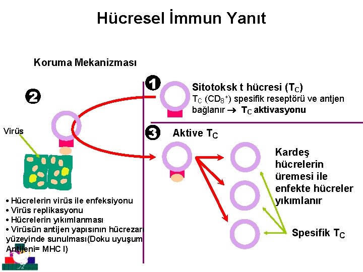 Hücresel İmmun Yanıt Koruma Mekanizması 2 Virüs • Hücrelerin virüs ile enfeksiyonu • Virüs