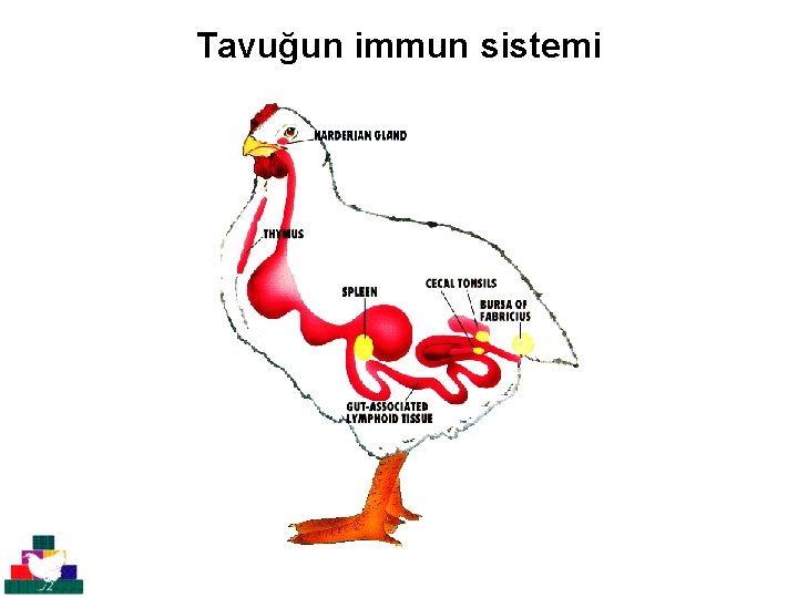 Tavuğun immun sistemi 