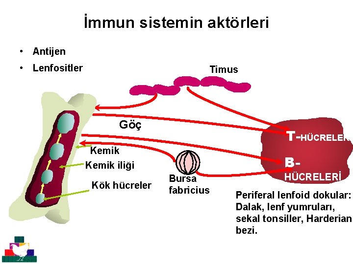 İmmun sistemin aktörleri • Antijen • Lenfositler Timus Göç T-HÜCRELERİ Kemik iliği Kök hücreler