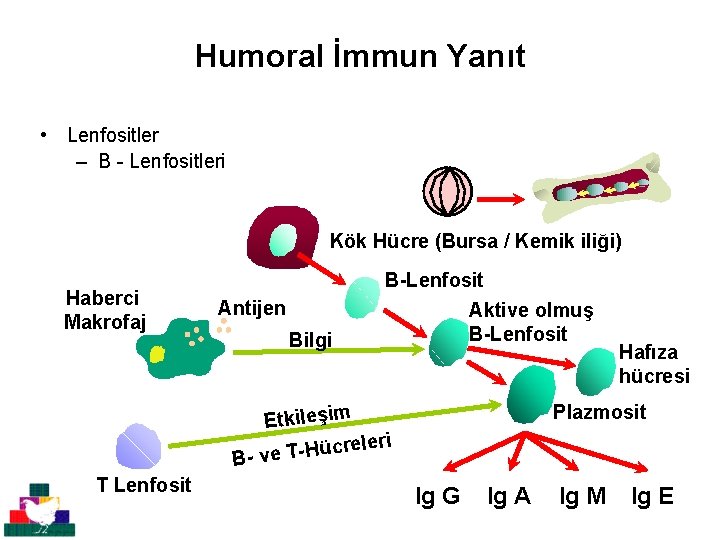 Humoral İmmun Yanıt • Lenfositler – B - Lenfositleri Kök Hücre (Bursa / Kemik