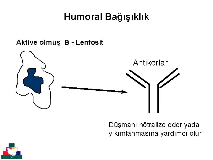 Humoral Bağışıklık Aktive olmuş B - Lenfosit Antikorlar Düşmanı nötralize eder yada yıkımlanmasına yardımcı