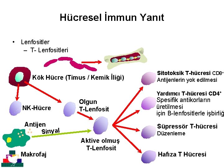 Hücresel İmmun Yanıt • Lenfositler – T- Lenfositleri Kök Hücre (Timus / Kemik İliği)