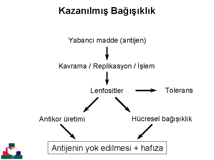 Kazanılmış Bağışıklık Yabancı madde (antijen) Kavrama / Replikasyon / İşlem Tolerans Lenfositler Antikor üretimi