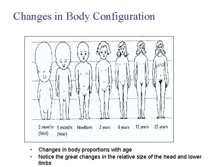 Changes in Body Configuration • • Changes in body proportions with age Notice the