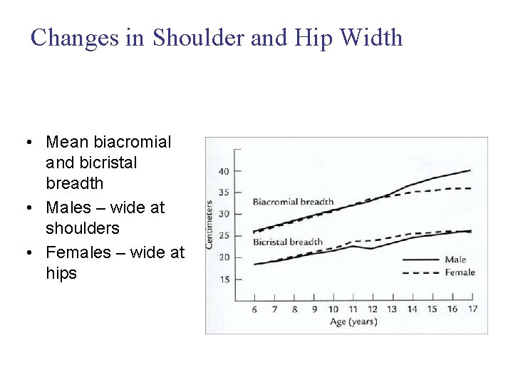 Changes in Shoulder and Hip Width • Mean biacromial and bicristal breadth • Males