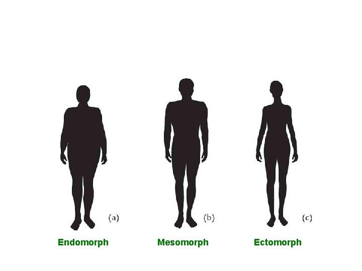 Endomorph Mesomorph Ectomorph 