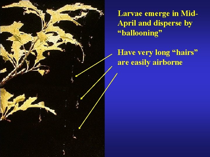 Larvae emerge in Mid. April and disperse by “ballooning” Have very long “hairs” are