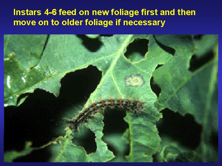 Instars 4 -6 feed on new foliage first and then move on to older