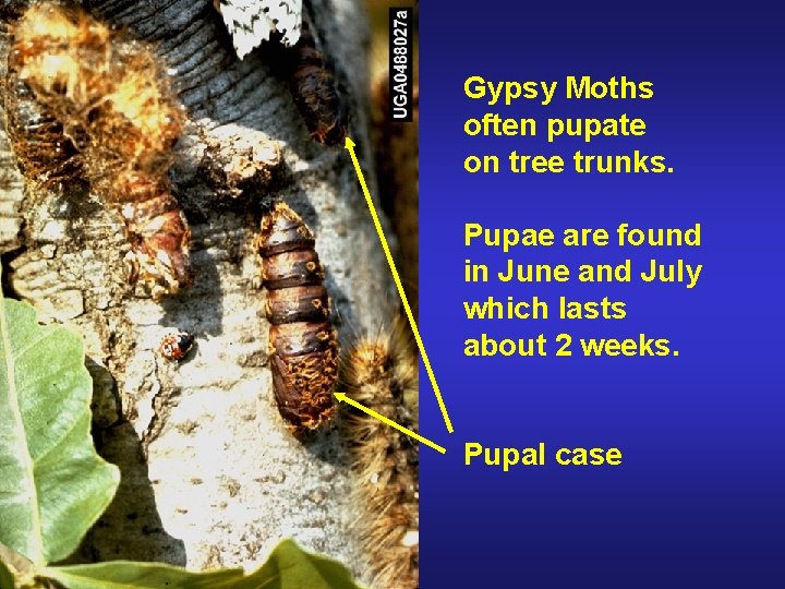 Gypsy Moths often pupate on tree trunks. Pupae are found in June and July