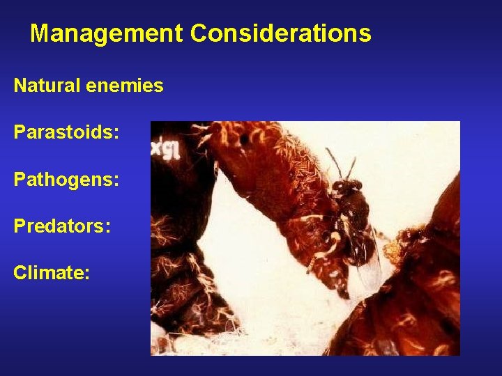 Management Considerations Natural enemies Parastoids: Pathogens: Predators: Climate: 