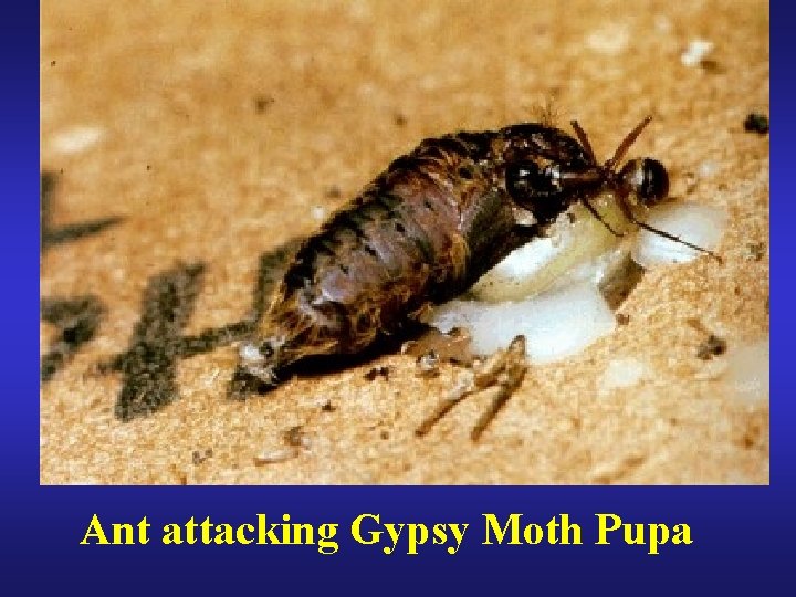 Ant attacking Gypsy Moth Pupa 