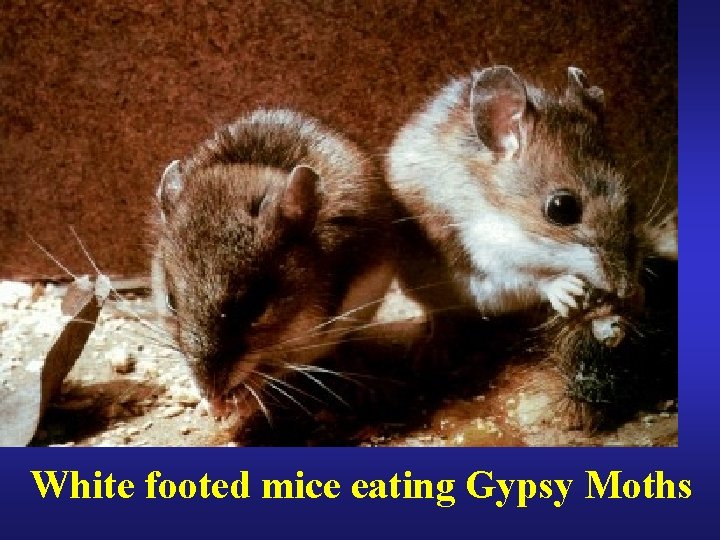 White footed mice eating Gypsy Moths 
