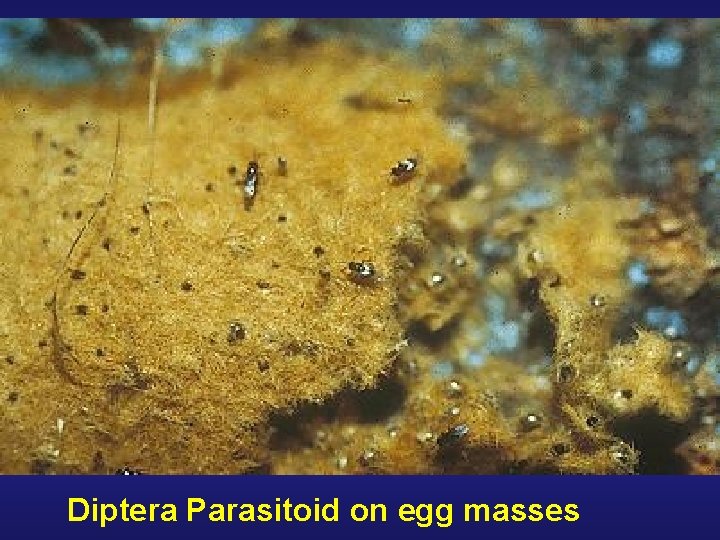 Diptera Parasitoid on egg masses 