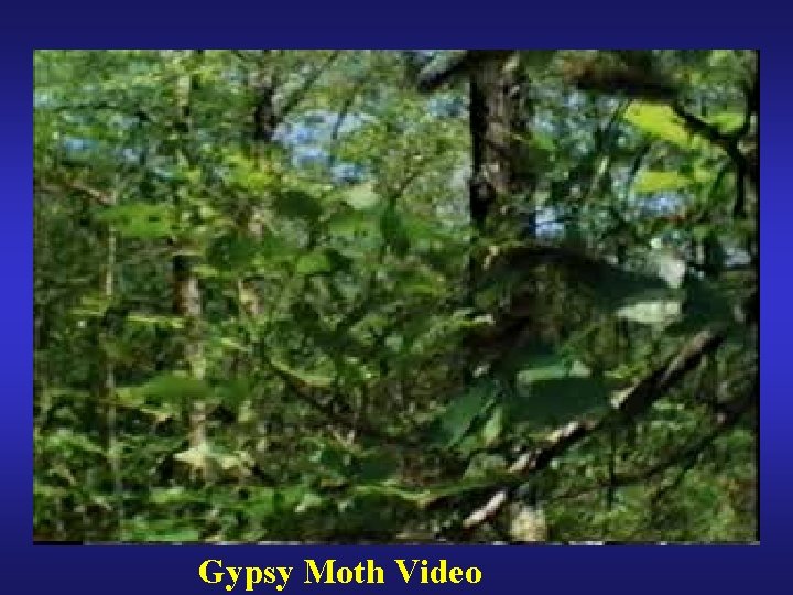 Gypsy Moth Video 