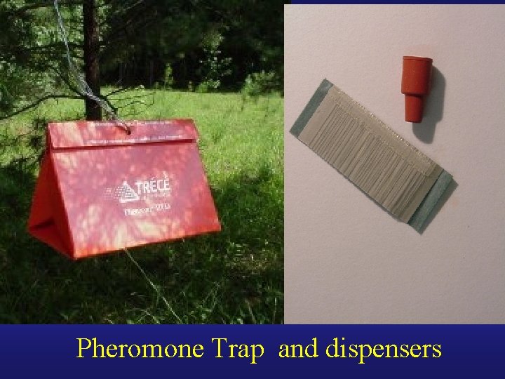 Pheromone Trap and dispensers 