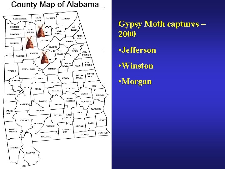 Gypsy Moth captures – 2000 • Jefferson • Winston • Morgan 