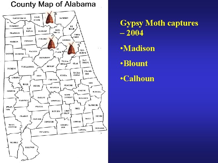 Gypsy Moth captures – 2004 • Madison • Blount • Calhoun 