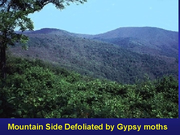 Mountain Side Defoliated by Gypsy moths 