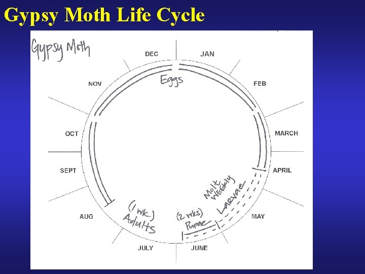 Gypsy Moth Life Cycle 