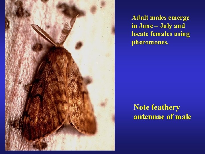 Adult males emerge in June – July and locate females using pheromones. Note feathery